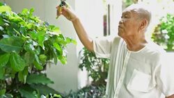 Male Senior Pruning Leaf. Old Man Hobby. Stock Footage