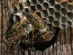 Common Wasp, vespula vulgaris, Group on Nest, Adults cleaning  Cells, Real Time Stock Footage