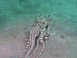 MS TS Shot of Mimic octopus mating / Lembeh strait, Sulawesi, Indonesia  Stock Footage