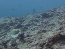 Blacktip Reef Shark Stock Footage