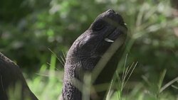 CLEAN : Donfaustoi: The Galapagos Islands' last giant turtle News Clip