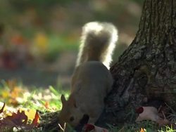 Grey Squirrels Eating Nuts in Raleigh Suburbs News Clip