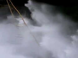 HD Flood Waves Destroying Trees (Loopable) Stock Footage