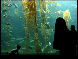 Aquarium Scene with Silhouetted People 1 Stock Footage