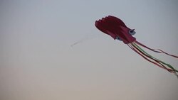 Kite shaped  octopus. Stock Footage