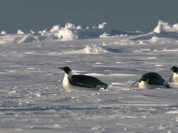 MS Adult penguins sliding on belly / EkstrÃƒÂ¶m Ice Shelf,Atka Iceport Emperor Penguin Colony,  Queen Maud land, Antarctica Stock Footage