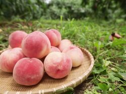 CU POV R/F Basket filled with peaches which lying on ground of orchard / Andong, Gyeongsangbuk do, South Korea Stock Footage