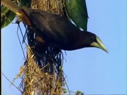 Chestnut-headed Oropendola, CU oropendola on nest, looks around and flies offf, Panama Stock Footage
