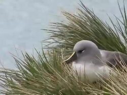 CU View of Albatross sitting on nest / South Georgia Island , Sub-Antarctic Region , British Territory, Antarctica Stock Footage