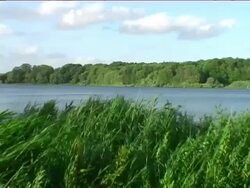 Tall Breezy Grass - Schilf am See Stock Footage