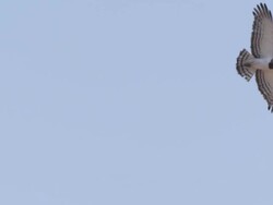 WS SLO MO TS View of Hawk flying in sky  / Central Kalahari Game Reserve, Botswana Stock Footage