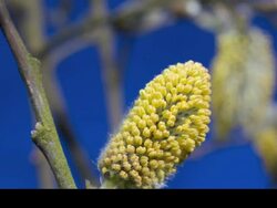 T/L male willow (Salix sp.) catkin opening against blue screen Stock Footage