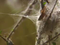 CU Bug caught in web / Normanton, Queensland, Australia Stock Footage
