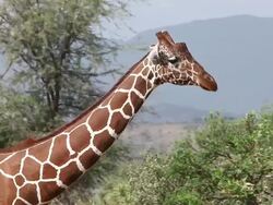 CU TS Reticulated giraffe walking in forest / National Park, Africa, Kenya Stock Footage