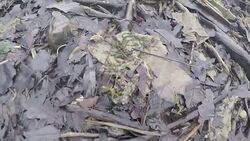 Campaigners highlight the environmental damage caused by wet-wipes News Clip