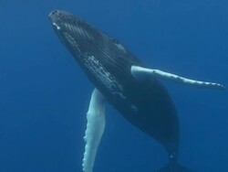 Humpback Whale Stock Footage