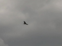 Vulture in the sky 2 - HD 1080/30f Stock Footage