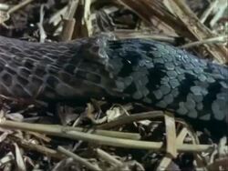 CU Grass Snake body sloughs skin, Snake moves off, leaving skin behind Stock Footage