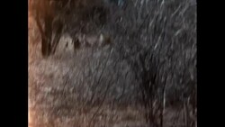 Springbok and Lion Stock Footage