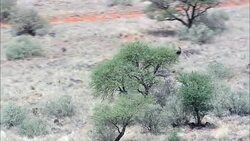Sable Antelope  - Aerial View - Northern Cape,  Pixley ka Seme District Municipality,  Siyancuma,  South Africa Stock Footage