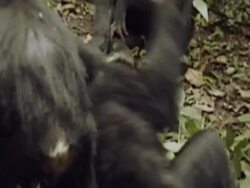 CU, PAN, Two young chimpanzees (Pan troglodytes) playing in forest, Gombe Stream National Park, Tanzania Stock Footage