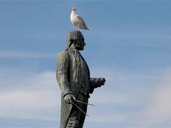 HERRING GULL AND CAPTAIN COOK STATUE Stock Footage