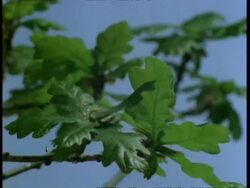 T/L - CU Oak leaf burst and growth, blue background Stock Footage