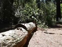 African boy walking on a log Stock Footage