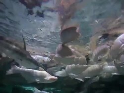 Arowana in aquarium Stock Footage
