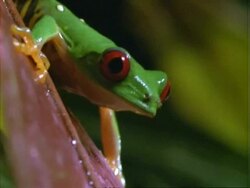 Red-eyed Tree Frog, CU frog on leaf, calling, moves forward.  Panama. Stock Footage
