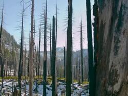 Forest Fire Stock Footage