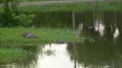 Alligators rest around the shore of a swamp. Stock Footage