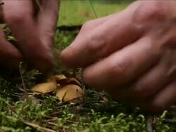 Pick up fungus Stock Footage