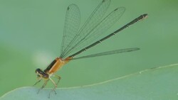 A dragonfly grasps a plant and displays its wings. Stock Footage