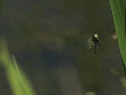MS SLO MO Dragonfly flying in air / Vieux Pont, Normandy, France Stock Footage