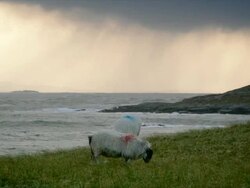MS Shot of sheep grazing with ocean and hills with evening light and clouds / Harris Island, Scotland, United Kingdom Stock Footage