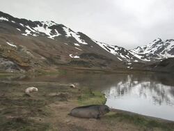 WS, Southern elephant seals (Mirounga leonina) lying near lake, snowy mountains in background, South Georgia Island, Falkland Islands, British overseas territory Stock Footage