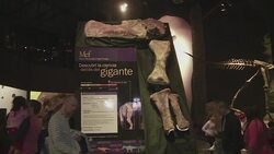 VOICED : Dinosaurio mas grande del mundo en Argentina News Clip