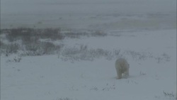 A polar bear walks through a vast, snowy landscape. Stock Footage