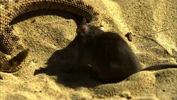 A rattlesnake struggles to kill a mouse. Stock Footage