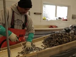 Chelsea farms worker sifts through oysters, uses hose to clean shells Stock Footage