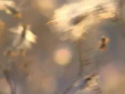 spider cobweb Stock Footage