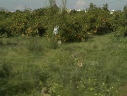 High Speed driving past orange (Citrus sinensis) grove, Spain Stock Footage