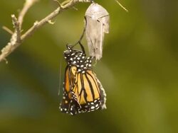 T/L Monarch butterfly (Danaus plexippus) emerging Stock Footage