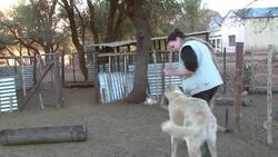 CLEAN : Dogs ease Namibias cheetah farmer News Clip