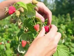 Picking organic raspberries Stock Footage
