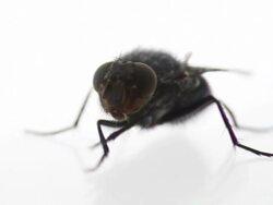 Washing housefly Stock Footage