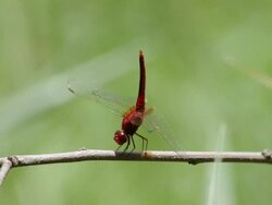 red  dragonfly Stock Footage
