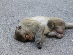 Monkey legs amputated Stock Footage