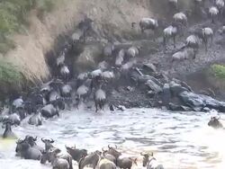 incredible fighting for survival - Great Wildebeest Migration in Kenya Stock Footage